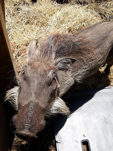 Pet Store «S & S Exotic Animals Inc», reviews and photos, 1711 Connorvale Rd, Houston, TX 77039, USA