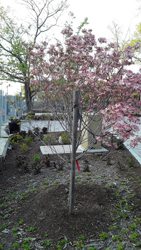 Park «Virginia Park», reviews and photos, 1878 Cross Bronx Expy, Bronx, NY 10472, USA