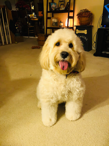 Pet Supply Store «PetSmart», reviews and photos, 3211 Peoples St, Johnson City, TN 37604, USA