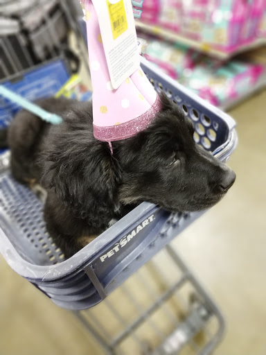 Pet Supply Store «PetSmart», reviews and photos, 187 Millburn Ave, Millburn, NJ 07041, USA