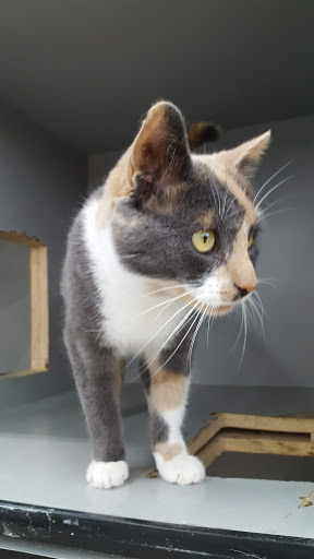 Pet Supply Store «Pet Supplies Plus», reviews and photos, 1433 E Main St, Owosso, MI 48867, USA