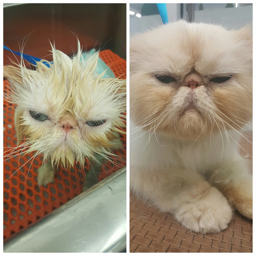 Pet Supply Store «Petco Animal Supplies», reviews and photos, 6672 Lonetree Blvd, Rocklin, CA 95765, USA