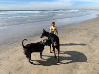 Best Dog Walks - Photo 3 - Car repair in , Huntington Beach