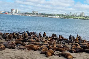 Reserva de lobos marinos del puerto de Mar del Plata image