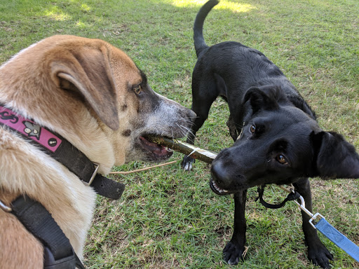 Dog day care Tel Aviv