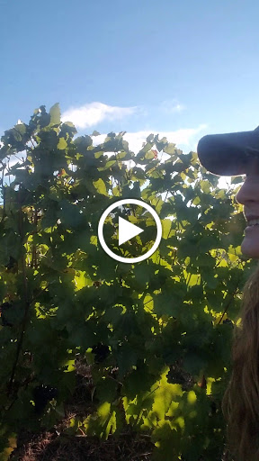 Winery «Archery Summit Winery», reviews and photos, 18599 NE Archery Summit Rd, Dayton, OR 97114, USA