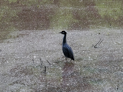 Nature Preserve «Clyde Shepherd Nature Preserve», reviews and photos, 2580 Pine Bluff Dr, Decatur, GA 30033, USA