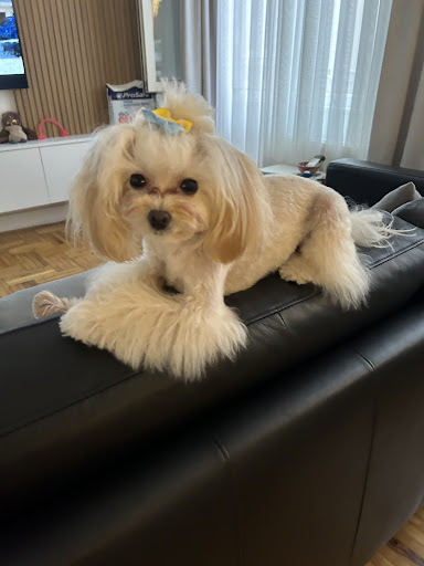 Moji Pet Kuaför | Beşiktaş İstanbul - Evcil Hayvan Kuaförü