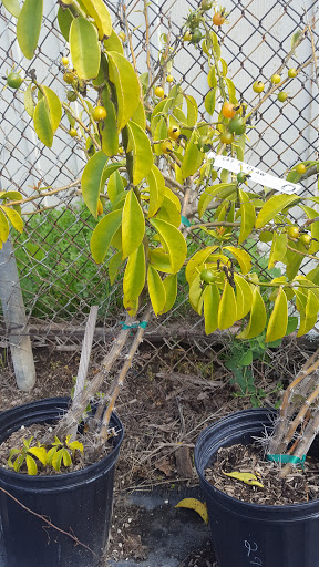 Gift Shop «Blue Hills Nursery & Gift Shop», reviews and photos, 16440 Whittier Blvd, Whittier, CA 90603, USA