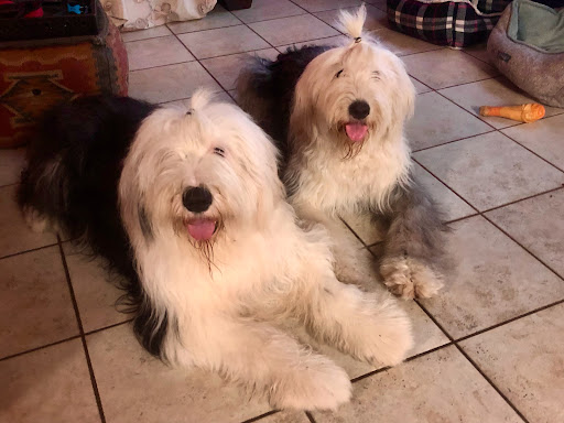 Pet Supply Store «Le Pup Pet Supplies and Grooming - Clermont», reviews and photos, 4359 S Hwy 27, Clermont, FL 34711, USA