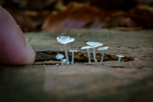 Nature Preserve «Swift Creek Bluffs Nature Preserve», reviews and photos, 7800 Holly Springs Rd, Raleigh, NC 27606, USA