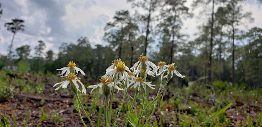 Nature Preserve «Black Hammock Wilderness Area», reviews and photos, 3276 Howard Ave, Oviedo, FL 32765, USA