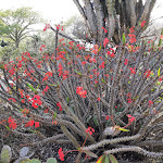 Photo n°20 de l'avis de Seraphina.i fait le 08/04/2023 à 20:53 sur le  Maria Dentada do Jardim Botânico à Porto