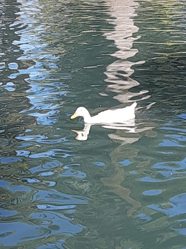 Park «Encanto Park», reviews and photos, 2605 N 15th Ave, Phoenix, AZ 85007, USA