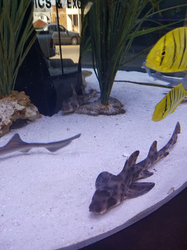 Tropical Fish Store «Aquatics & Exotics», reviews and photos, 7513 Hamilton Ave, Cincinnati, OH 45231, USA