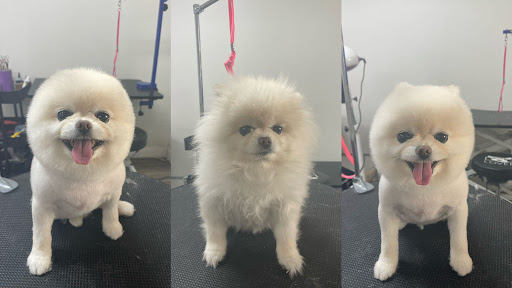 Paw Paw Pet Grooming image