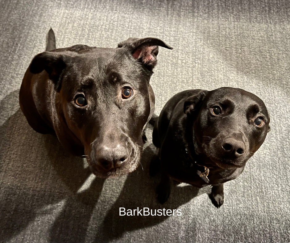 Bark Busters Home Dog Training Space Coast