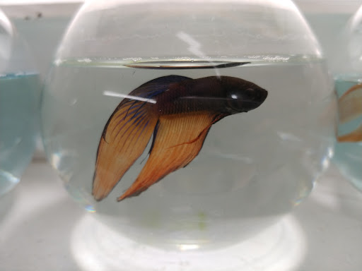 Tropical Fish Store «Aqua-Life Central», reviews and photos, 389 Wickenden St, Providence, RI 02903, USA