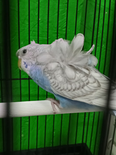 Pet Store «Inez Pet Shop», reviews and photos, 3825 Whittier Blvd, Los Angeles, CA 90023, USA