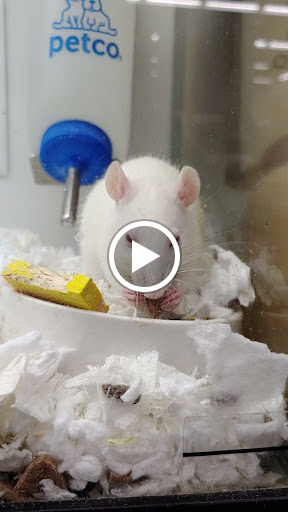 Pet Supply Store «Petco Animal Supplies», reviews and photos, 22000 Dulles Retail Plaza #110, Sterling, VA 20166, USA