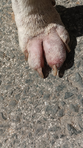 Centro Veterinario Sangüesa en Sangüesa, Navarra