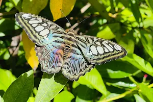 Wings of the Tropics Butterfly Conservatory image