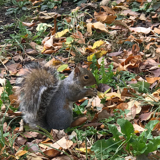 Park «Doughboy Park», reviews and photos, Woodside Ave, Woodside, NY 11377, USA
