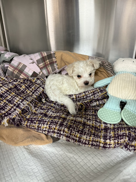 Advanced Veterinary Medical Center