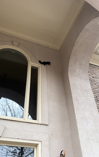 Animal Control Service «Xceptional Wildlife Removal», reviews and photos