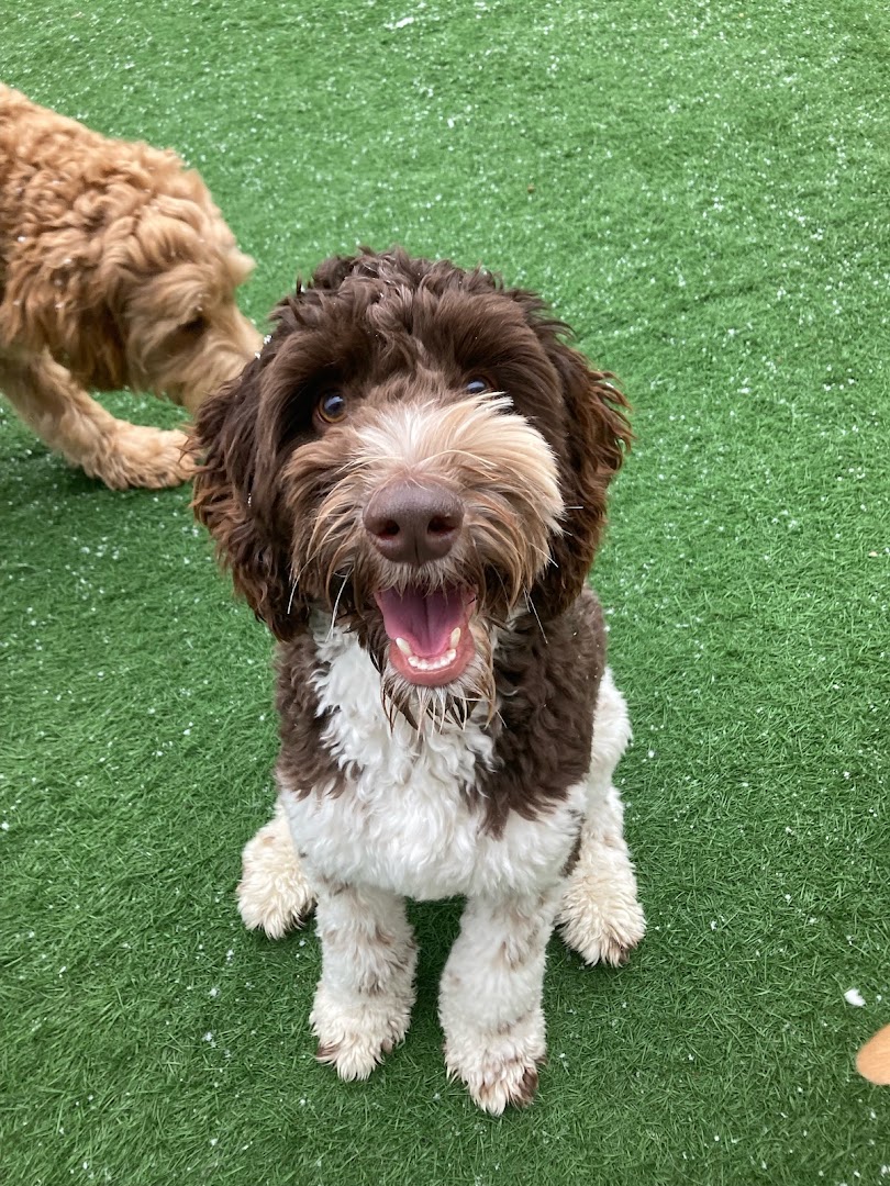 Pampered Paws Doggie Daycare