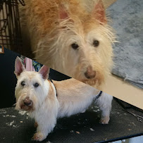 The Doggy Den - Photo 9 - Car repair in Columbus, OH, Columbus