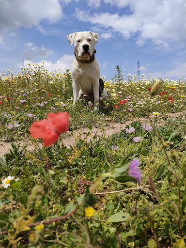 Clínica Veterinaria Arcadia en Zafra