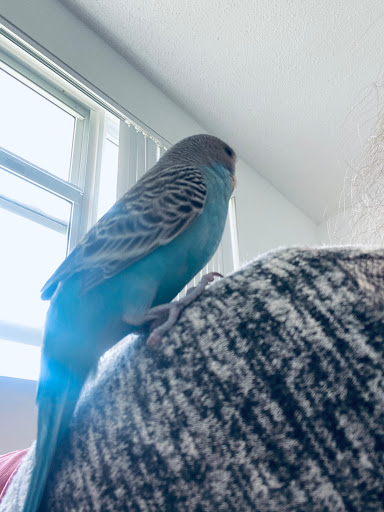 Bird Shop «Gallegos Pet Shop», reviews and photos, 3131 W 80th St, Hialeah, FL 33018, USA