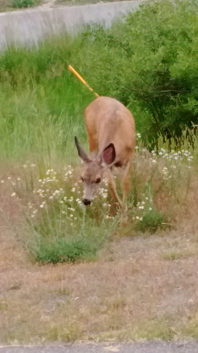 Park «Nature Park», reviews and photos, 2250 Gold Ave, Helena, MT 59601, USA