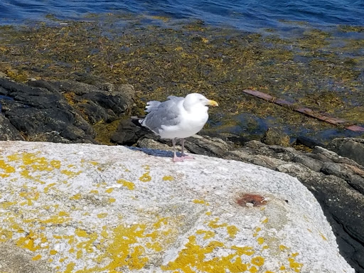 Aquarium «Maine State Aquarium», reviews and photos, 194 McKown Point Rd, West Boothbay Harbor, ME 04575, USA