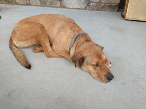 Winery «CeNita Vineyards, Winery & Tasting Room», reviews and photos, 591 Dock Dorsey Rd, Cleveland, GA 30528, USA