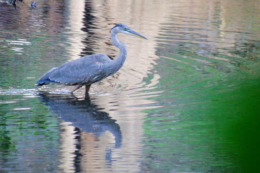 Park «Bronx River Park», reviews and photos, 2 Bronx River Pkwy, Scarsdale, NY 10583, USA