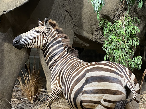 Zoo «Habitat Africa! The Forest», reviews and photos, 3300 Golf Rd, Brookfield, IL 60513, USA