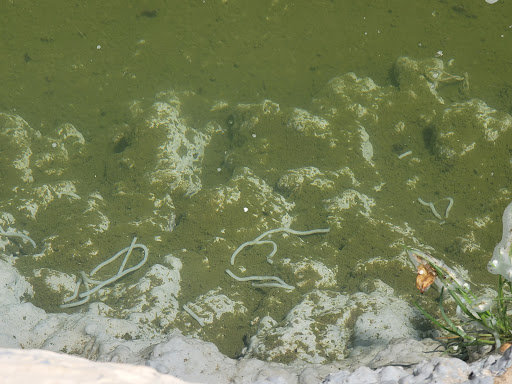 Funeral Home «Oak Hill Funeral Home & Memorial Park», reviews and photos, 300 Curtner Avenue, San Jose, CA 95125, USA