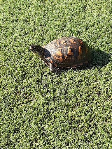 Golf Club «The Tradition Golf Club», reviews and photos, 3800 Prosperity Church Rd, Charlotte, NC 28269, USA