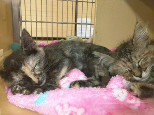 Pet Supply Store «PetSmart», reviews and photos, 1225 Industrial Rd, San Carlos, CA 94070, USA