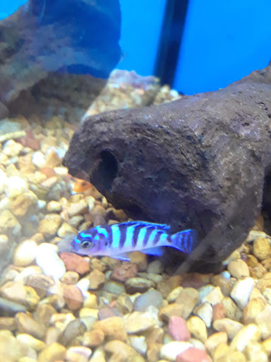 Pet Supply Store «Petco Animal Supplies», reviews and photos, 27111 167th Pl SE #113, Covington, WA 98042, USA