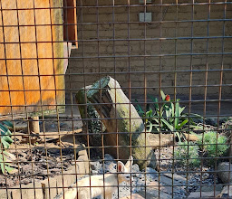 East London Zoo photo