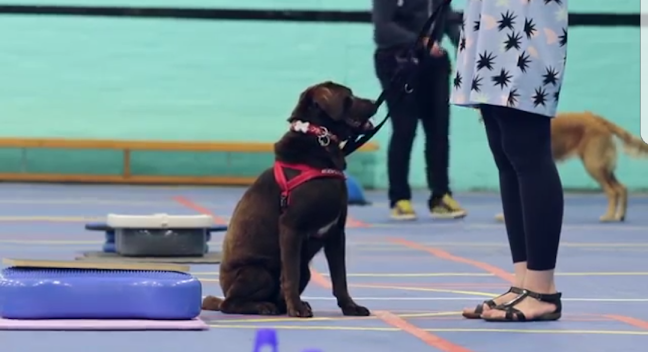 Cardiff Canine Citizens - Dog trainer