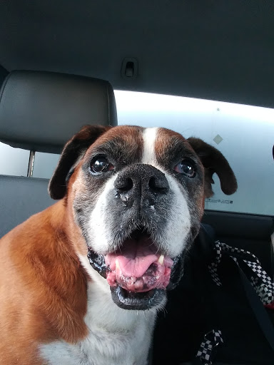 Animal Hospital image