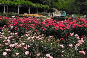 Ichikawa City Rose Garden image