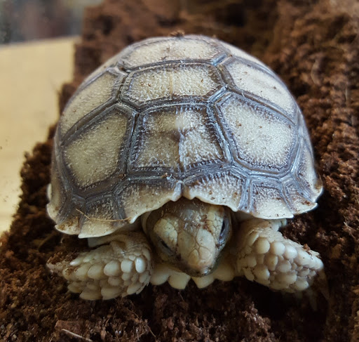 Reptile Store «An Exotic Reptile Pet Shop», reviews and photos, 3115 N 1st Ave, Tucson, AZ 85719, USA