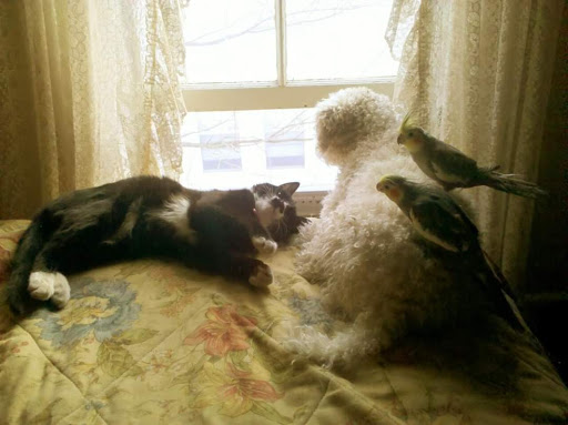 Pet Supply Store «Petco Animal Supplies», reviews and photos, 103 Commerce Way a, Woburn, MA 01801, USA