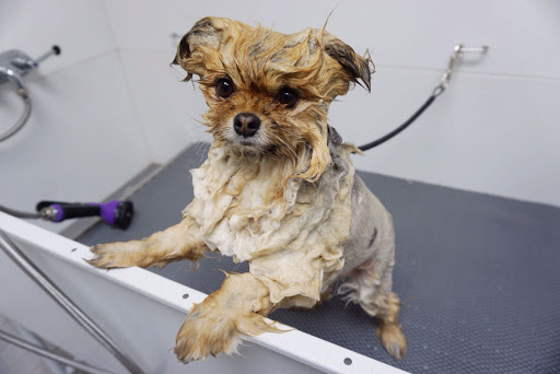 Pet Groomer «Oasis Dog Spa & Shoppe», reviews and photos, 2911 Centre Ave #2, Reading, PA 19605, USA