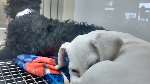 Pet Store «Petland Batavia», reviews and photos, 401 N Randall Rd, Batavia, IL 60510, USA